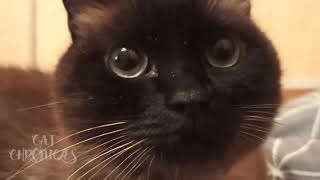 Today I'm very calm and ready for bed | Cat Chronicles by Cat Chronicles 60 views 3 months ago 1 minute, 4 seconds