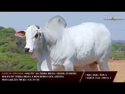 LOTE 59   EPCF 6541