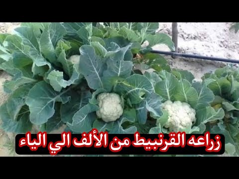 فيديو: حصاد القرنبيط - كيف ومتى يتم حصاد القرنبيط