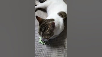 Cat goes crazy for Catnip Part 1