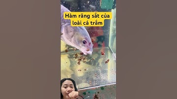 Bắt ốc cho cá kiểng ăn tại Trung Quốc