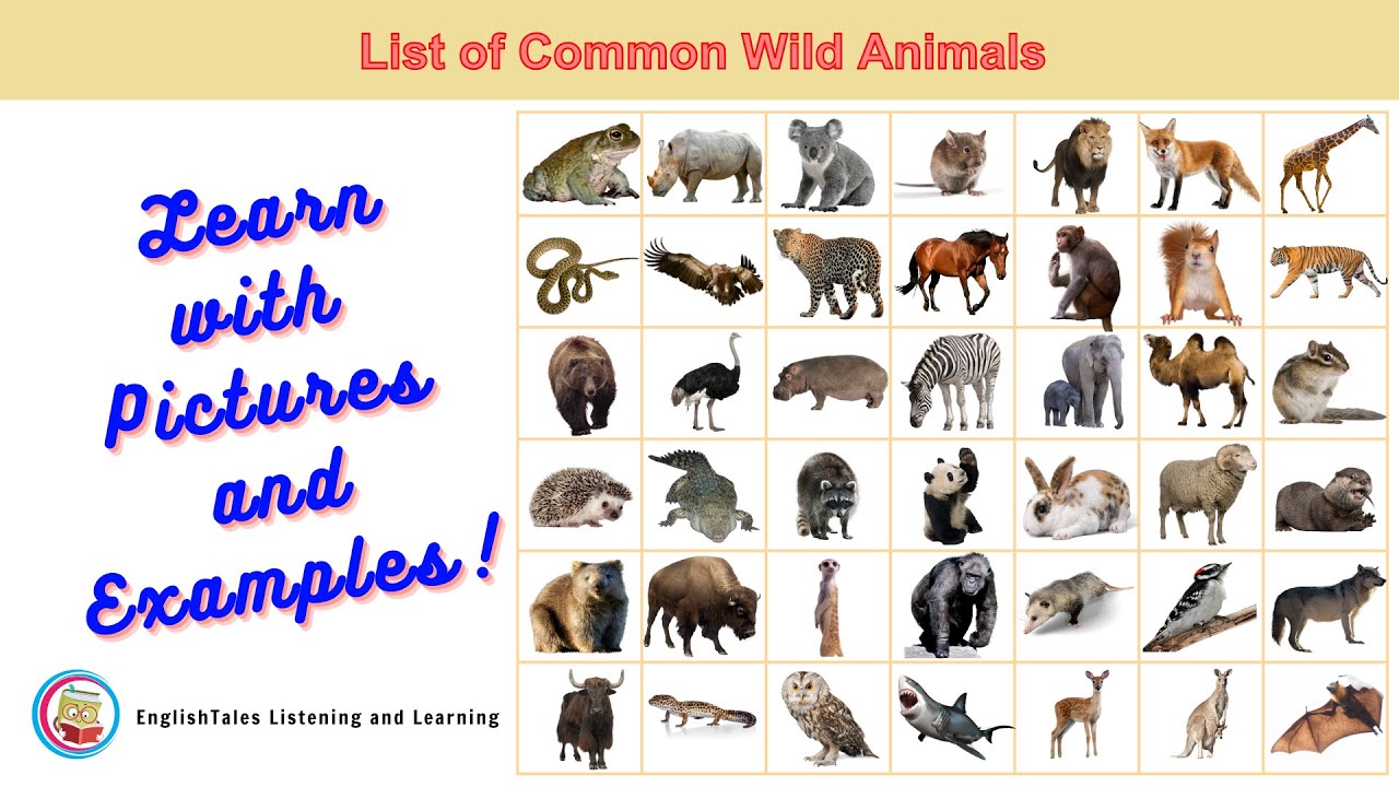 Wild Animals, Definition and Examples - English Grammar Here