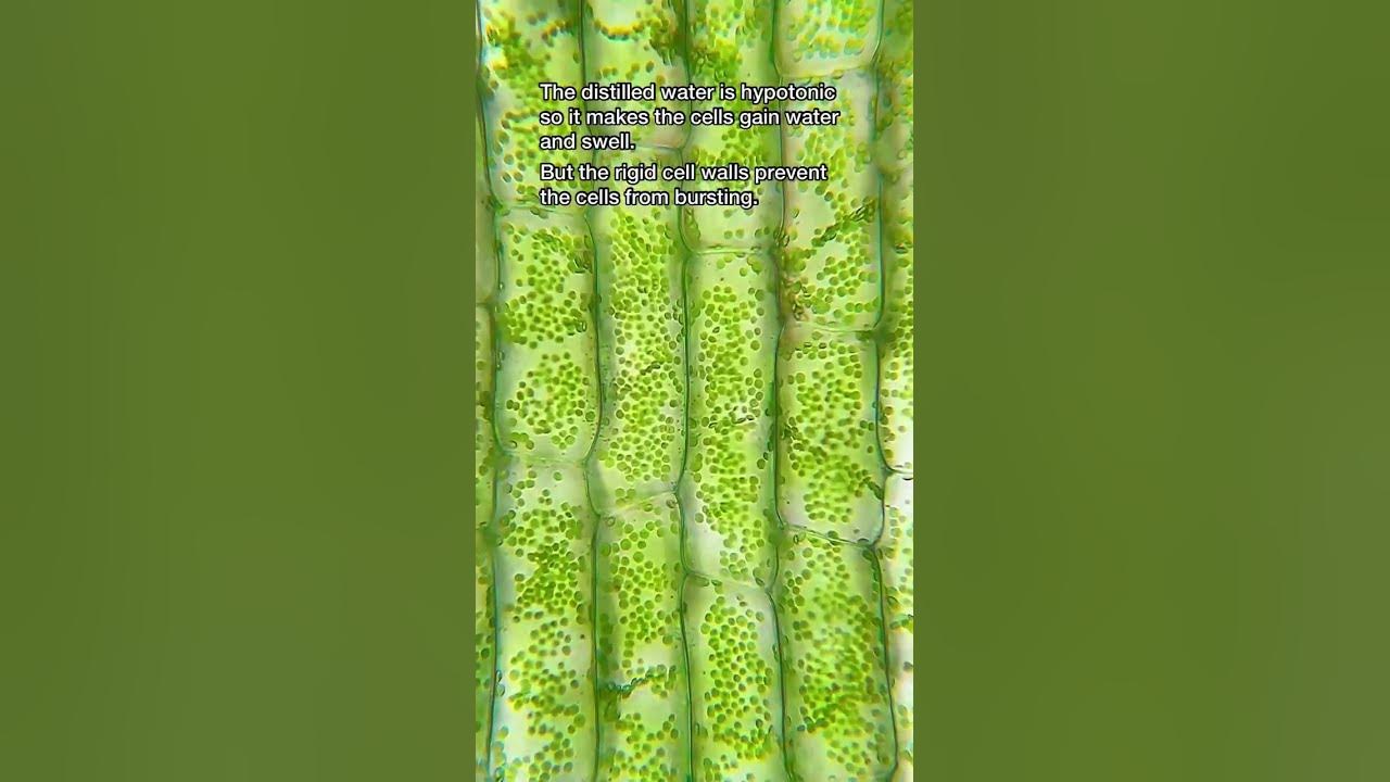 what-happened-if-we-water-plants-with-salt-water-experiment