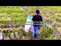 ANO ANG SILAGE | Urea Treated Rice Straw | PHILIPPINES