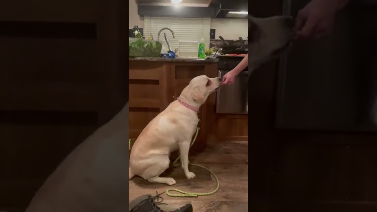 Honey the sassy lab doing the “Easter Rabbit” 