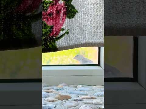 Бей вора Воробей 😁#топ #птица #сигнал #видеограф #идея для видео #видео #клип