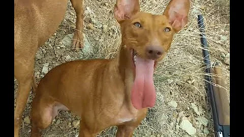 Quanto costa il cane cirneco dell'etna?