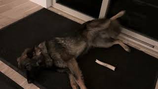 VPD-K9 Ace’s Ultimate Belly Rub Anticipation | with Amy Pishner