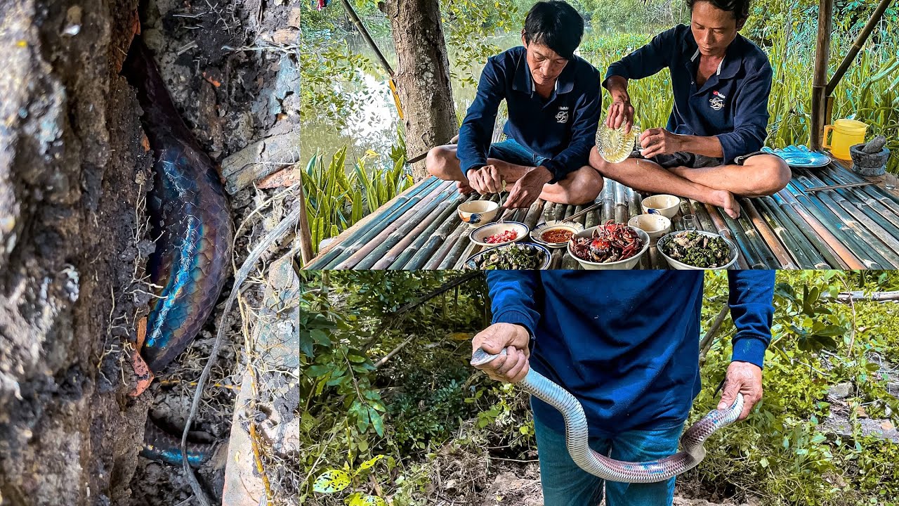 Con Rắn hổ hành khủng ẩn nấp dưới dạ chuồng heo lâu năm | Gấc Quê