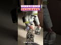 爸媽回家毛小孩的反應 怎麼可以差這麼多！｜觸咪