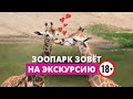 В мире взрослых животных