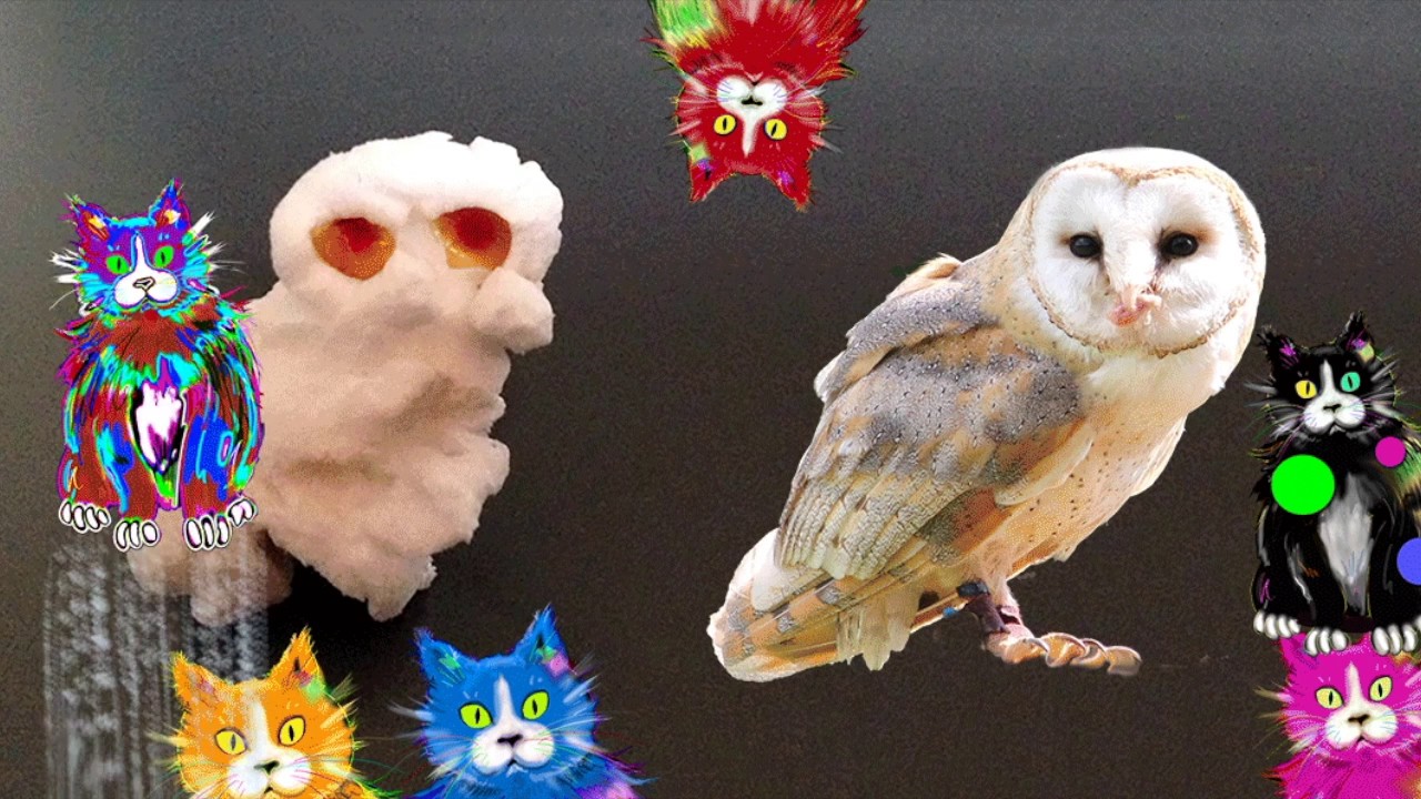 Owl Popcorn and the DizzyCats YouTube