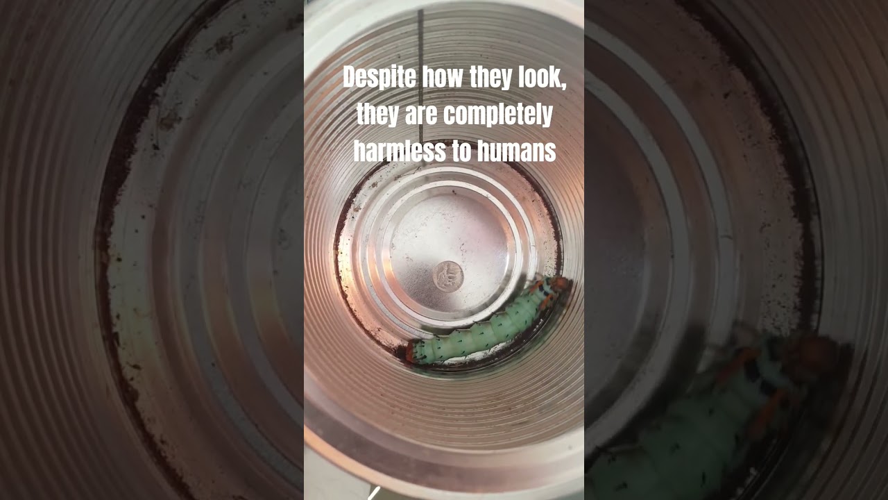 Hickory Horned Devil Caterpillar | A nickel for comparison