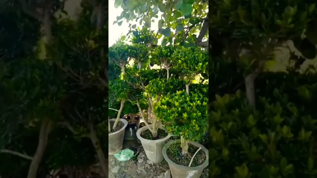 Multi heads movie ficus 