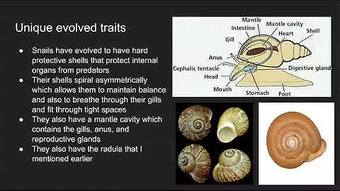 Tamu Bio 112: Lab 7 Video Assignment
