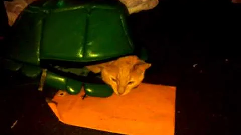 Turtle cat. Stanley guthrie