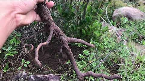 Khai thác Hải châu chân rể siêu mini núi gần nhà, đi rừng khai thác bonsai, Hải châu siêu mini