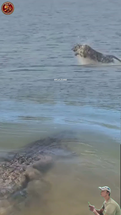 BUAYA MENGINTAI HARIMAU DI TENGAH SUNGAI! 🐅🐊🌊 #