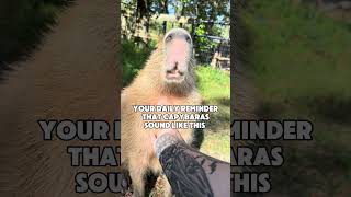 Capybara Sounds