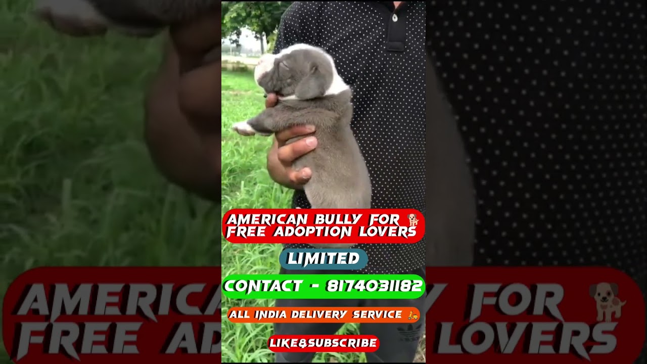 🤩Free Bully For Adoption 