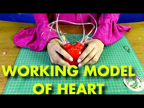 New Video of Working Model of Heart Award-winning School and College Science Project in Urdu