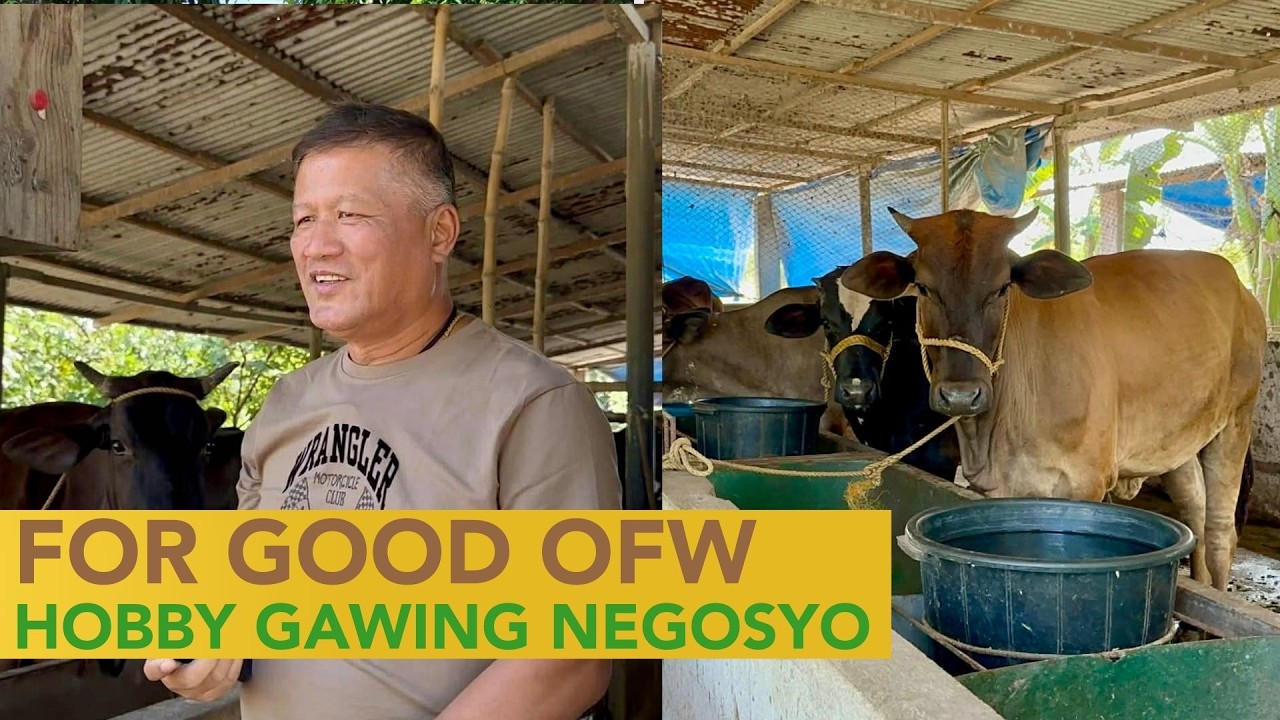 Bakit Kapag OFW Hindi Kumikita ang Farming Venture? + Backyard Cattle Farming