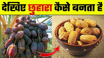 देखिए छुहारा कैसे बनता है। How dry dates are made from tree | chhuhara making process | Wanted TV |