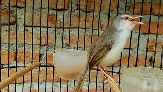 prenjak klik suara variasi sangat ampuh untuk pancingan bunyi dan pikatan