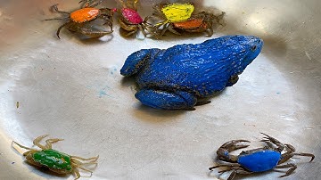 Kem Ốc và cua Chanel lái xe bắt các con vật nhuộm màu ở sân: con cua, crab, ếch xanh, con vịt, chuột