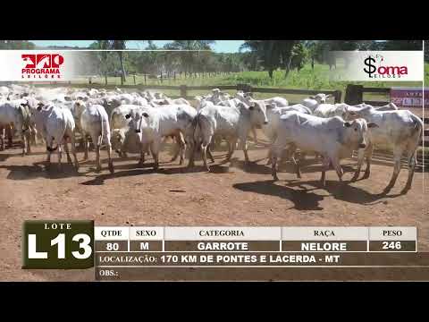 LOTE L13