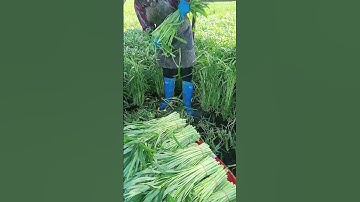 Farmers harvesting water spinach