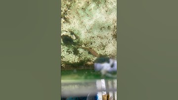 Lỡ quên cá lóc đồng khi thuần #ngaydocogi