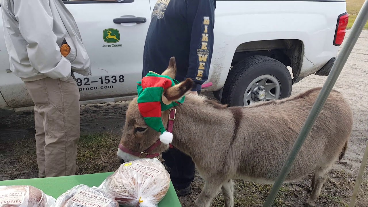 A Visit from the Christmas Donkey! YouTube