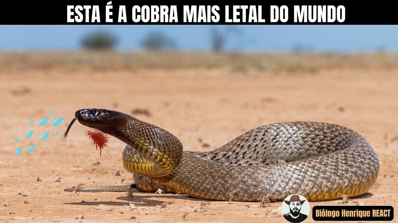 Esta é a Cobra Mais Letal do Mundo