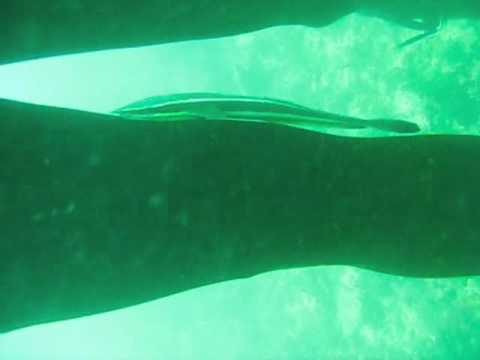 Remora and Diver at Bocas del Toro