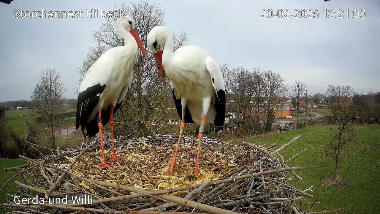 Eine neue Dame ist im Horst (Hiddensee AZ77)