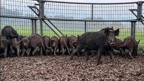 Trapped 50 wild hogs but lost the farmers corn crop