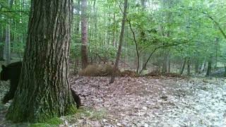 Black Bear In My Backyard 7.24.2022 by PrettySlick2 36 views 1 year ago 2 seconds