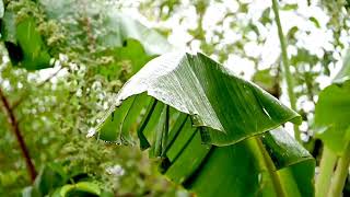Deep Jungle Ambience 🦜 Tropical Rain & Nature Sounds for Sleeping & Yoga #nature #rain