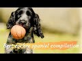 Cocker spaniel funny compilation | Puppies Tales