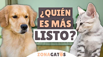 ¿Qué gran felino es el más inteligente?