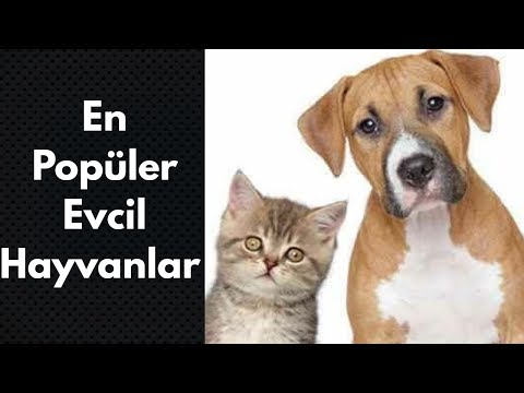 Video: Rusya'daki en popüler evcil hayvanlar nelerdir?