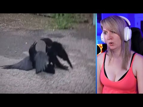 15 Merciless Crow Moments Caught on Camera Part 2 | Pets House
