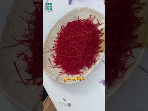 أغلى من الذهب لماذا الزعفران ثمين جد ا