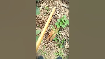 A simple smart tool made by farmers to remove weeds and pests #shorts