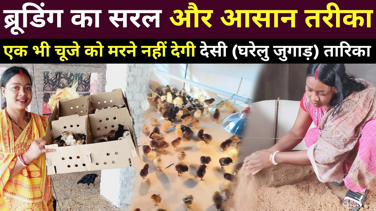 First Day Chicks Brooding | ऐसा ब्रूडिंग से आपके चुजे एक भी नहीं मरेंगे | Sonali Murgi Palan