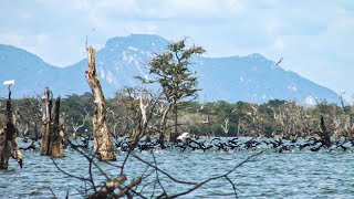 Encountering Countless Birds at River Safari, An Unforgettable Wildlife Experience #thewildtube