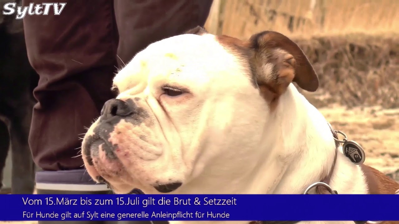 2020年11月 さんかくの野良猫餌やり被害報告