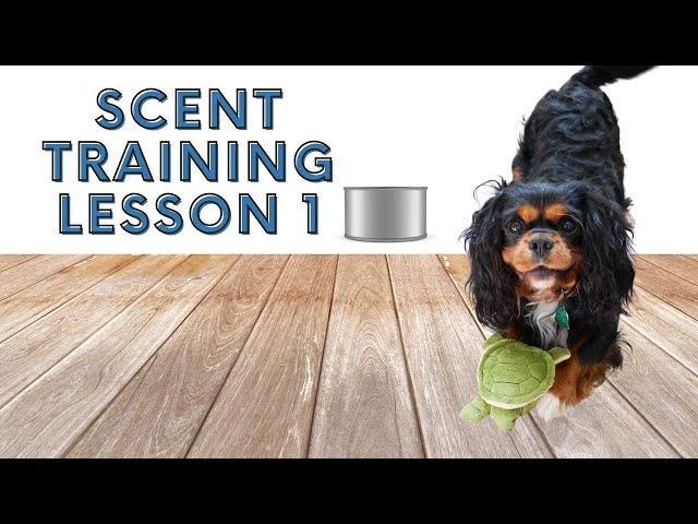 How to Train A Dog to Do Nose Work (And Some Training Ideas) 