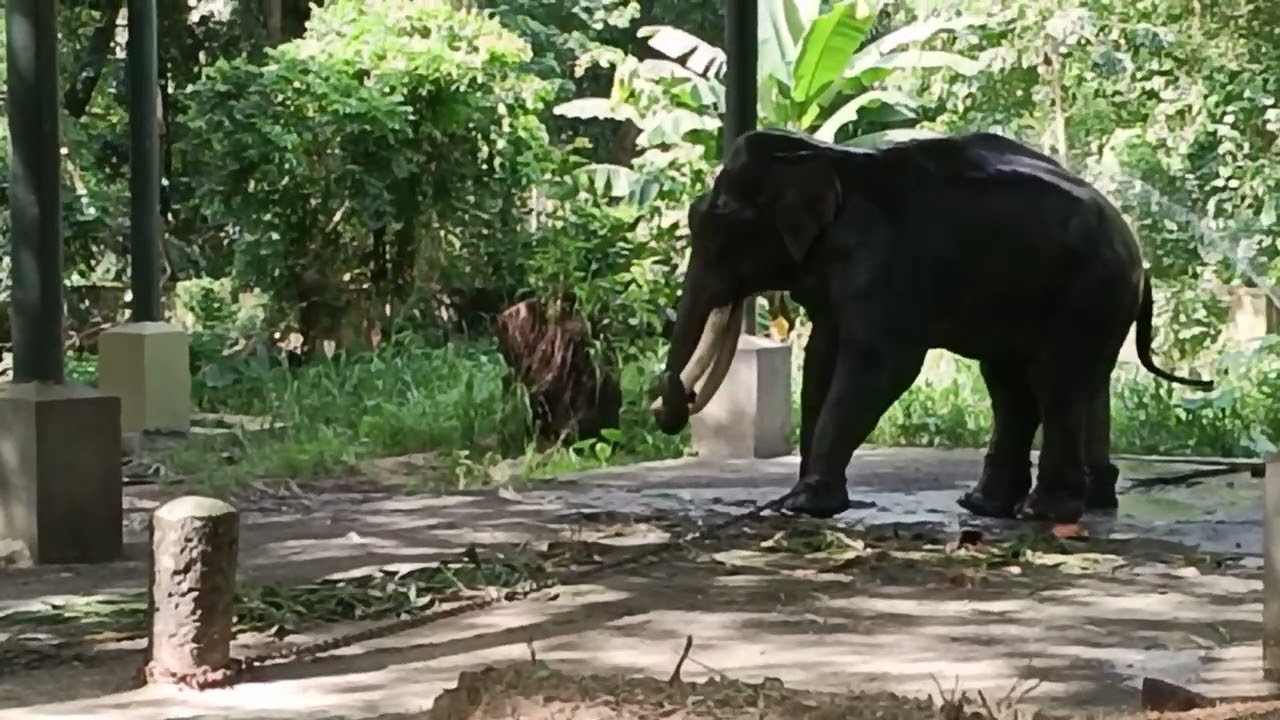പാപ്പാൻ വിളിച്ചതും പട്ടയെടുത്തു എറിയുന്നത് കണ്ടോ 😱😱😱#shortsfeed #viral #viralvideos #subscribe
